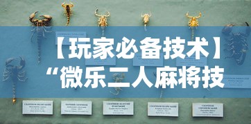 【玩家必备技术】“微乐二人麻将技巧大全”详细开挂玩法